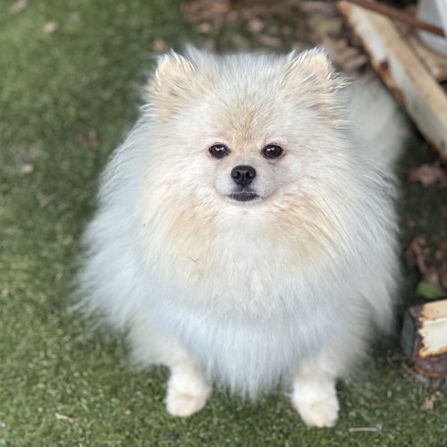 Felicity, an adoptable Pomeranian in Garland, TX