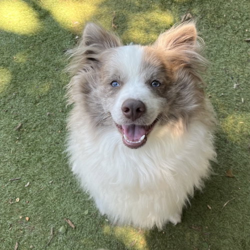 Ravioli, an adoptable Pomeranian in Garland, TX