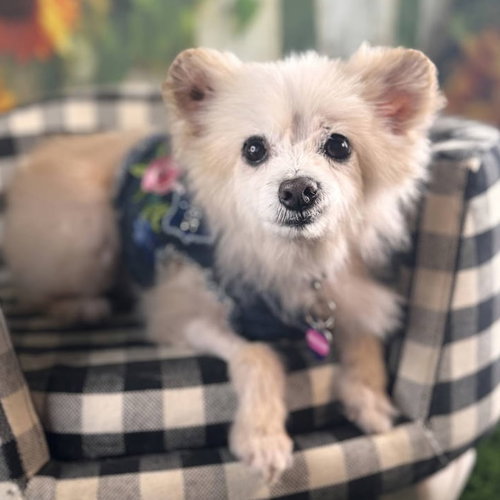 Angelhair, an adoptable Pomeranian in Garland, TX