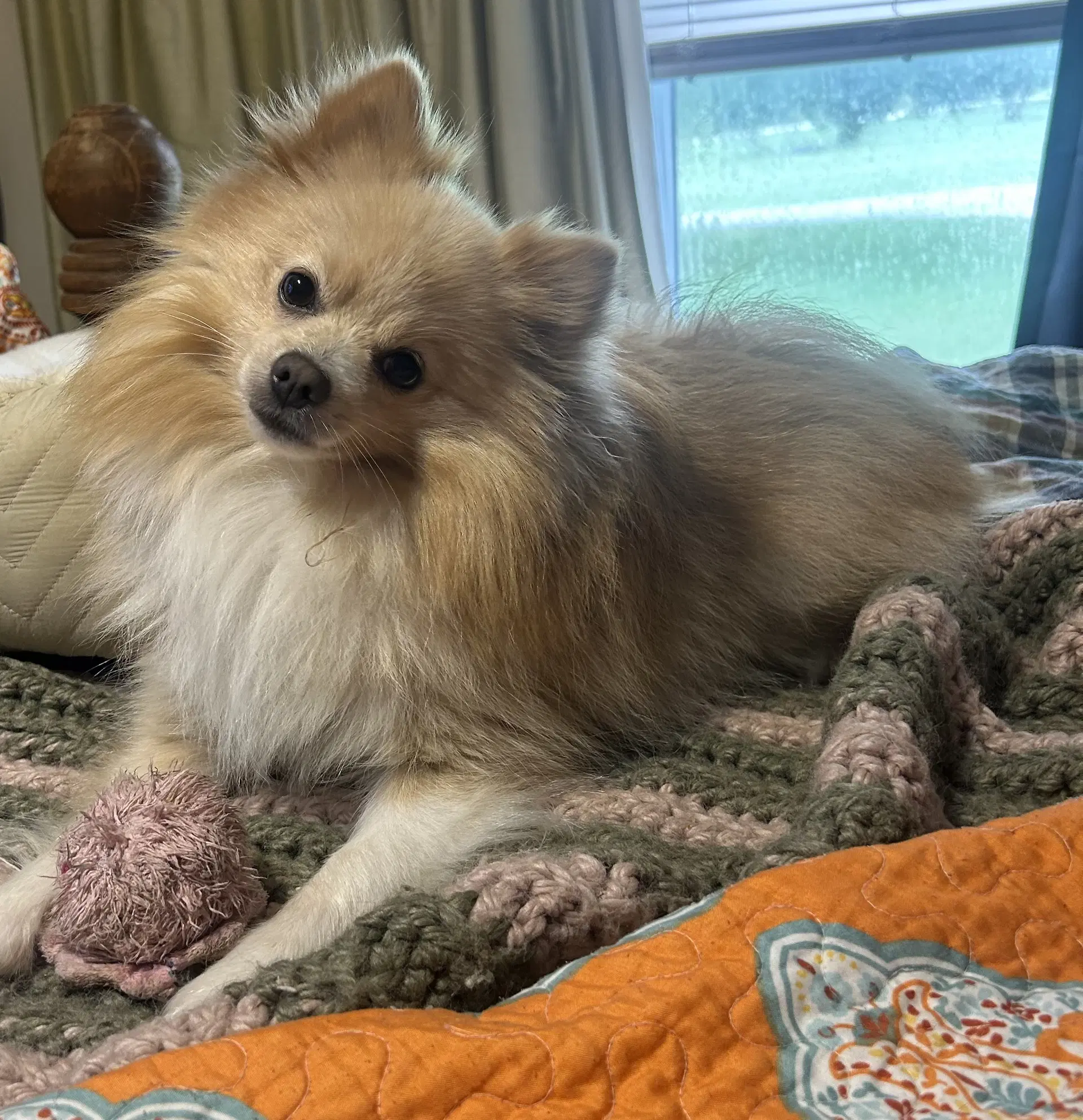 Bruno - Pomeranian