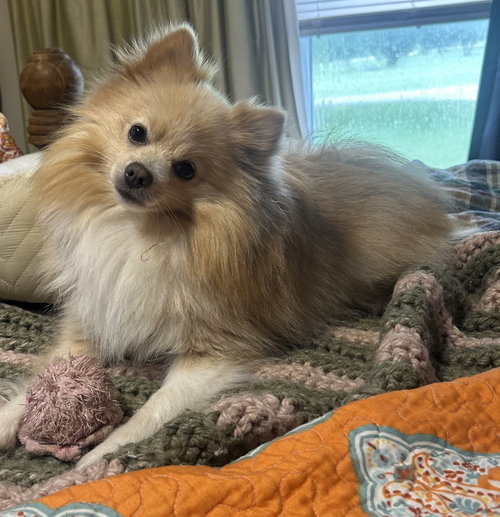 picture of the dog needing adoption