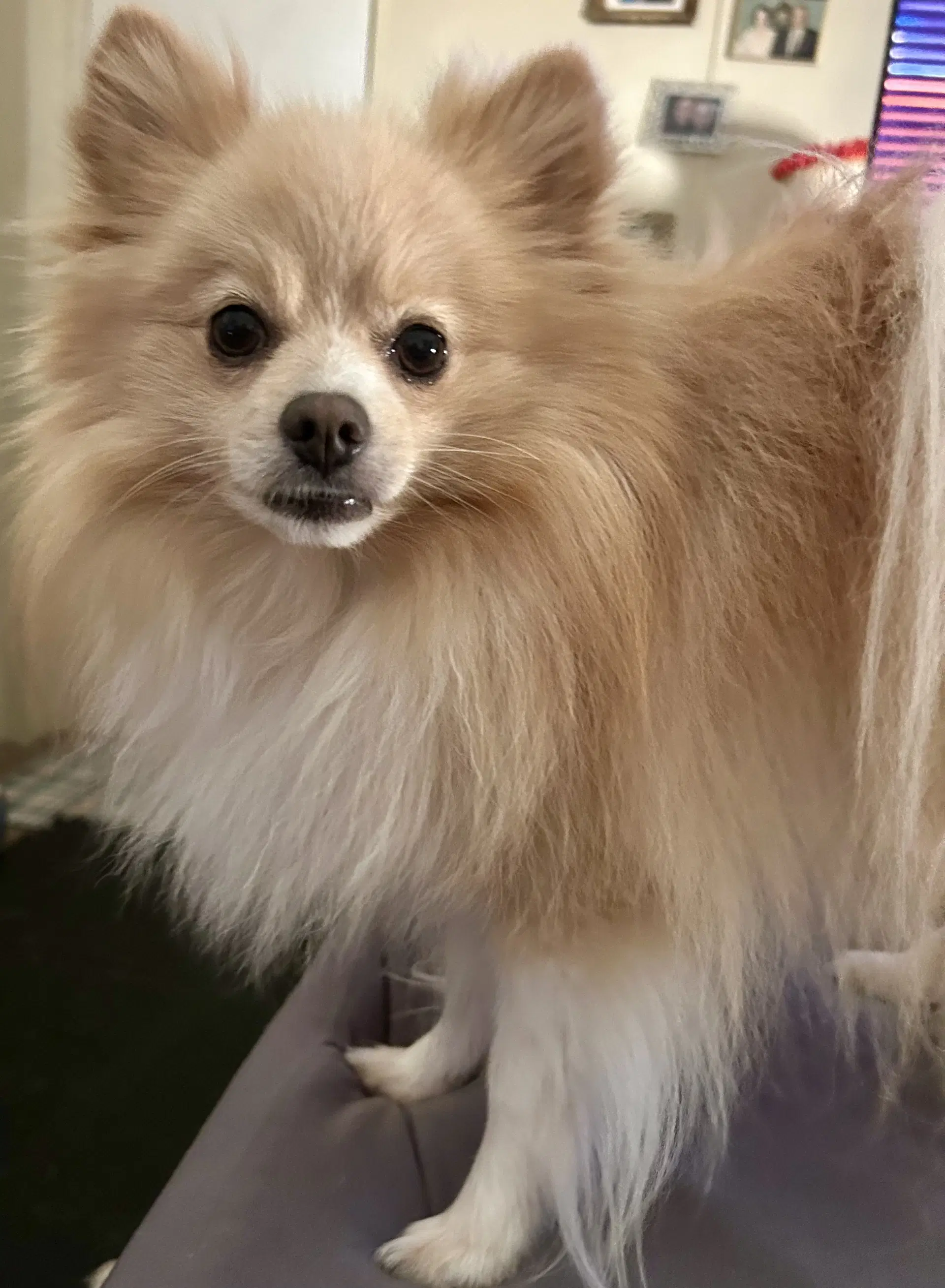 Bruno image 3