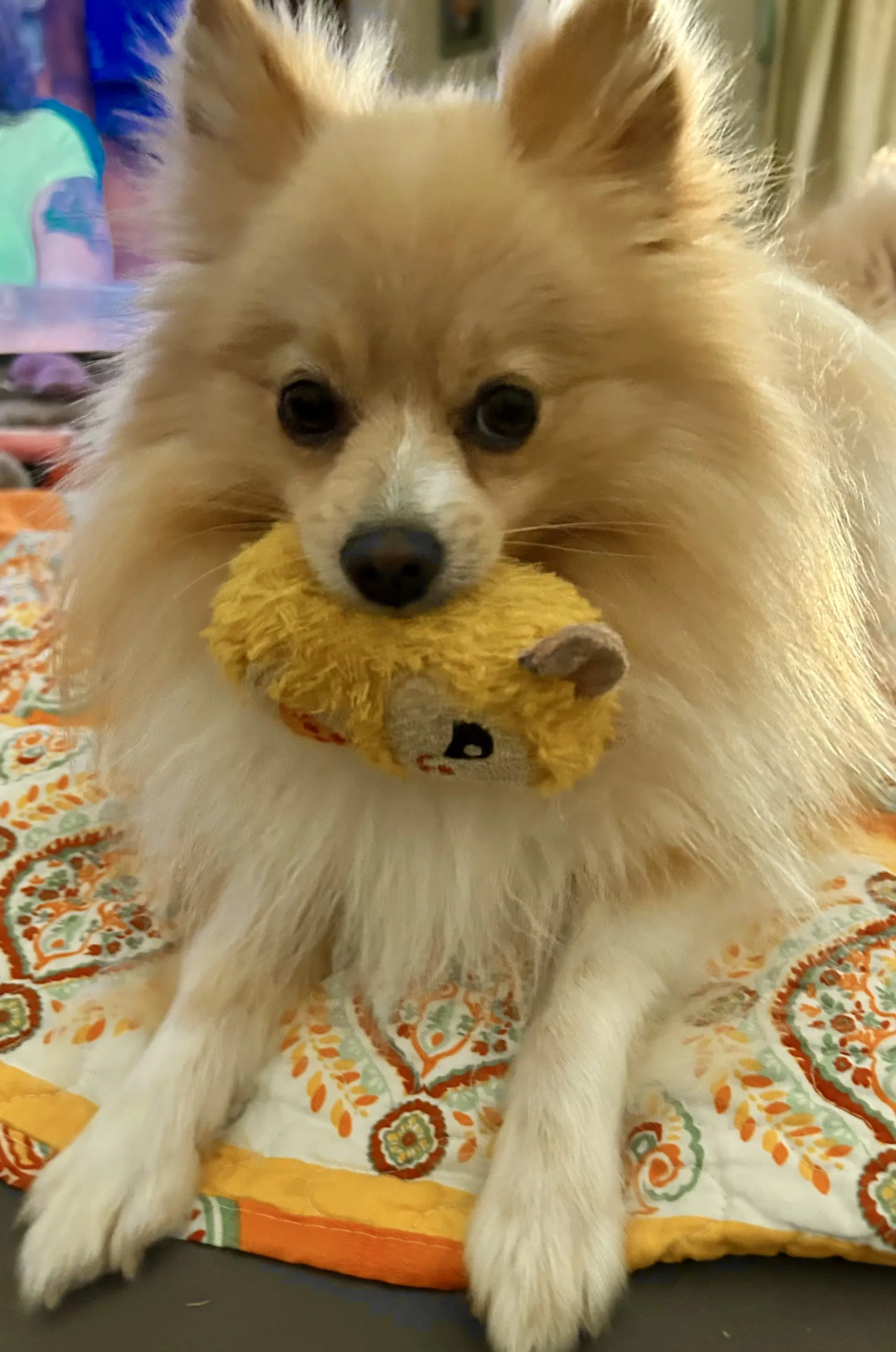 Bruno - Pomeranian