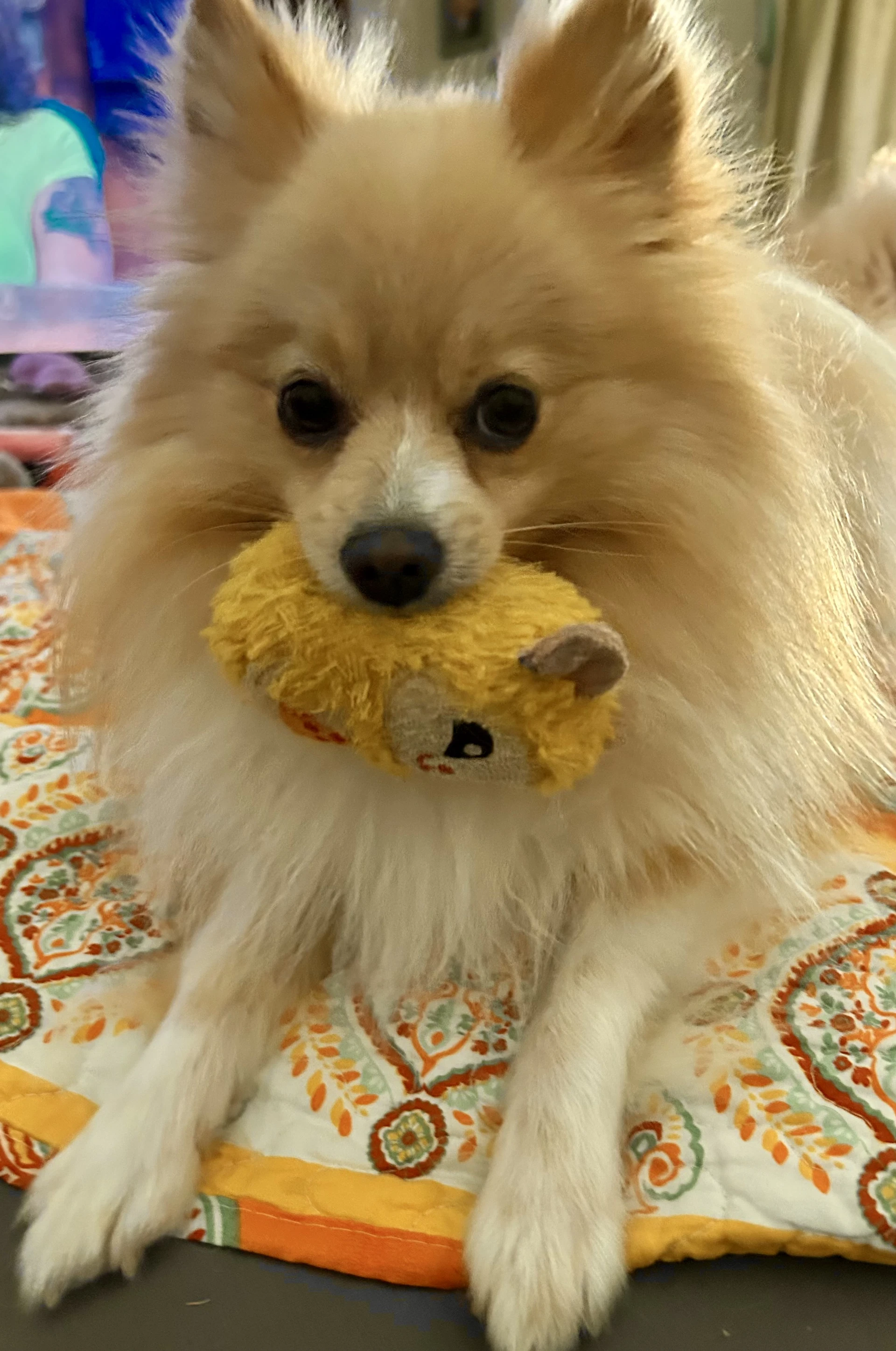 Bruno