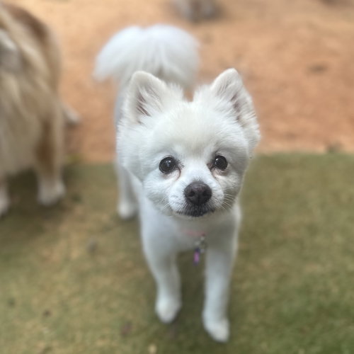 CoCo, photo 9