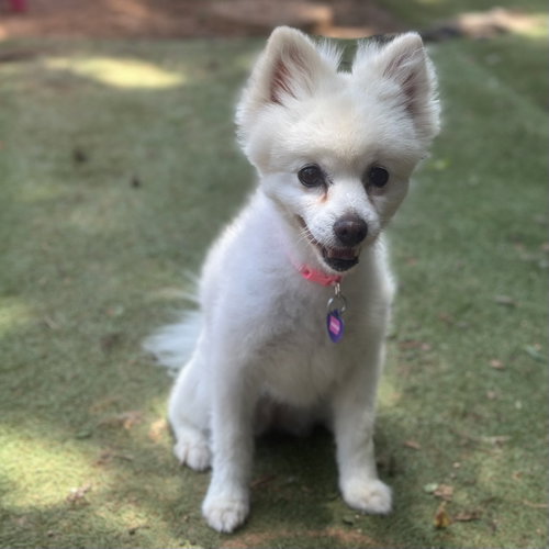 CoCo, photo 8