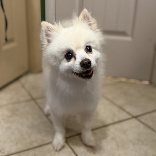 CoCo, photo 4