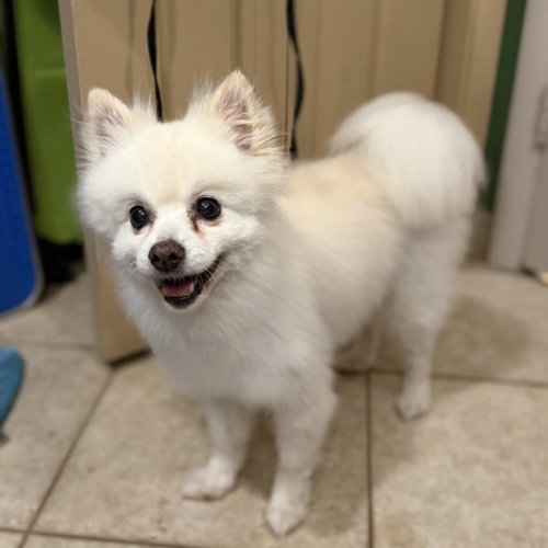 CoCo, photo 2