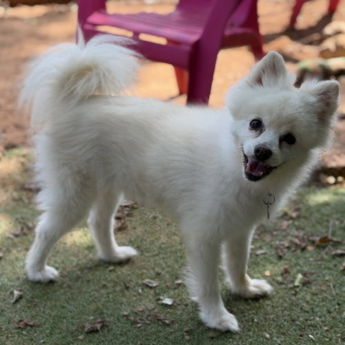 CoCo, an adoptable Pomeranian in Garland, TX