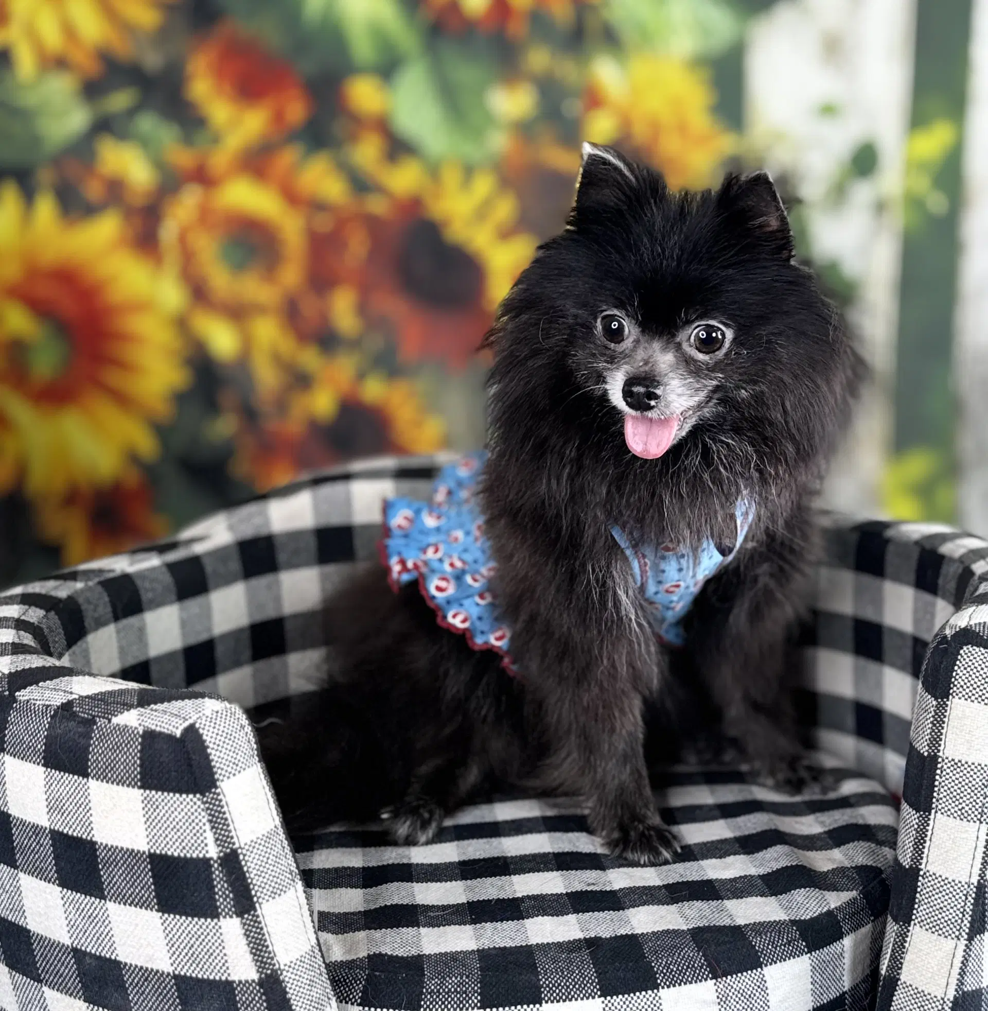 Hanna - Pomeranian