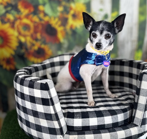 Mona, an adoptable Chihuahua in Garland, TX