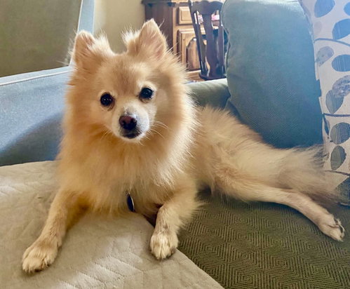 Rumi, an adoptable Pomeranian in Garland, TX