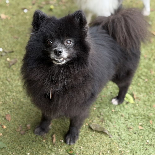Judge Judy, an adoptable Pomeranian in Garland, TX