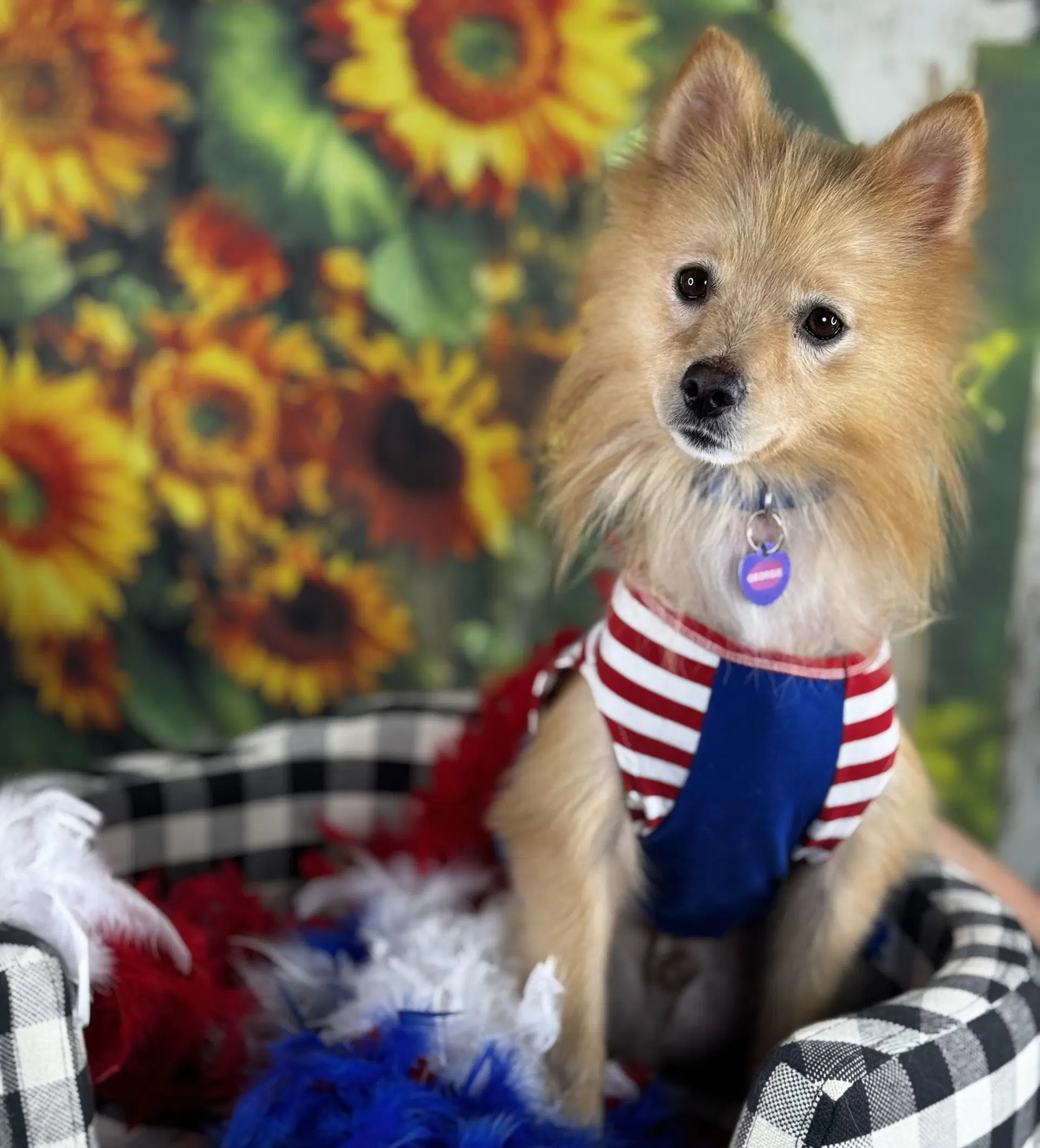 Georgie - Pomeranian