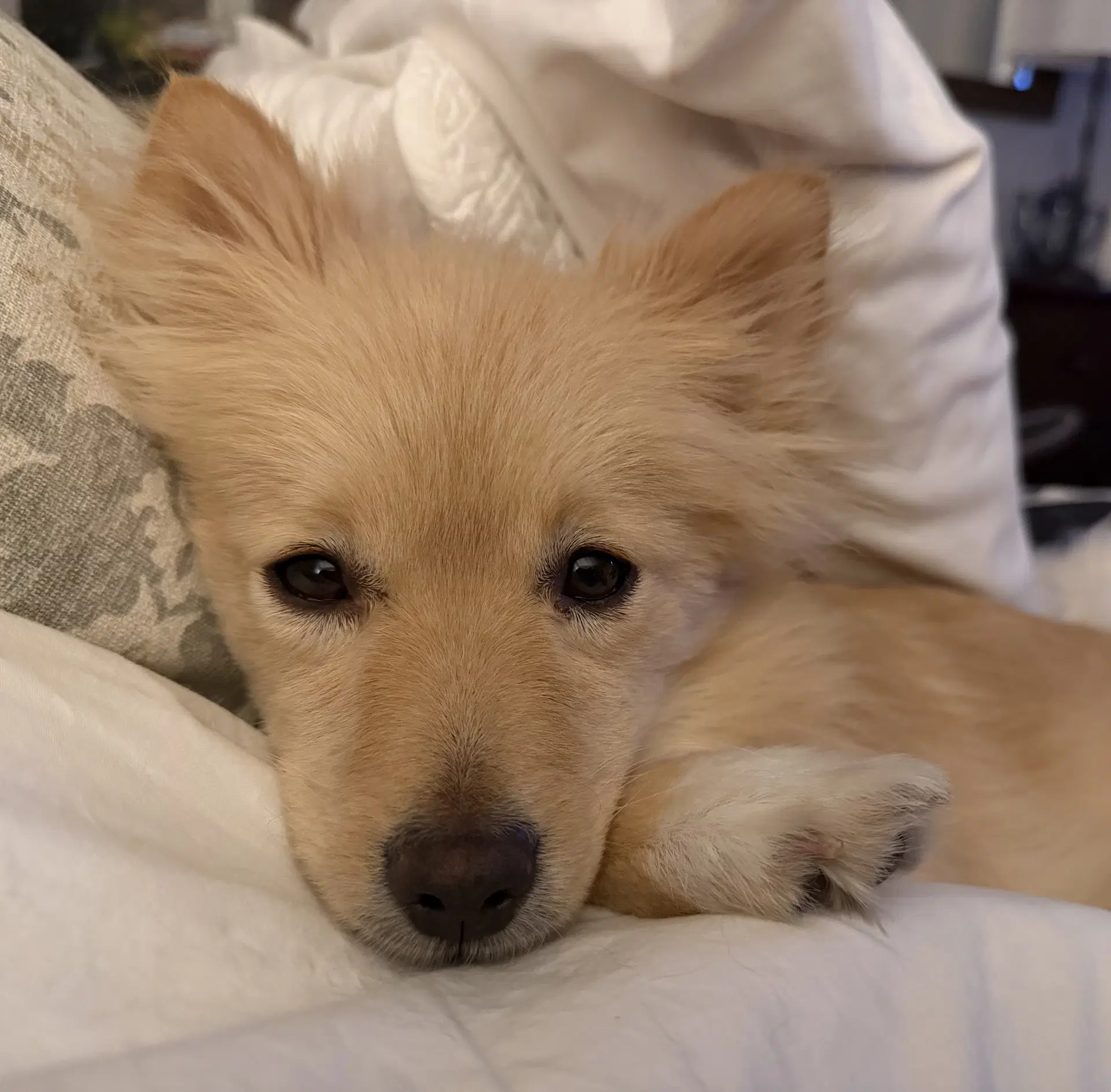 Georgie image 1
