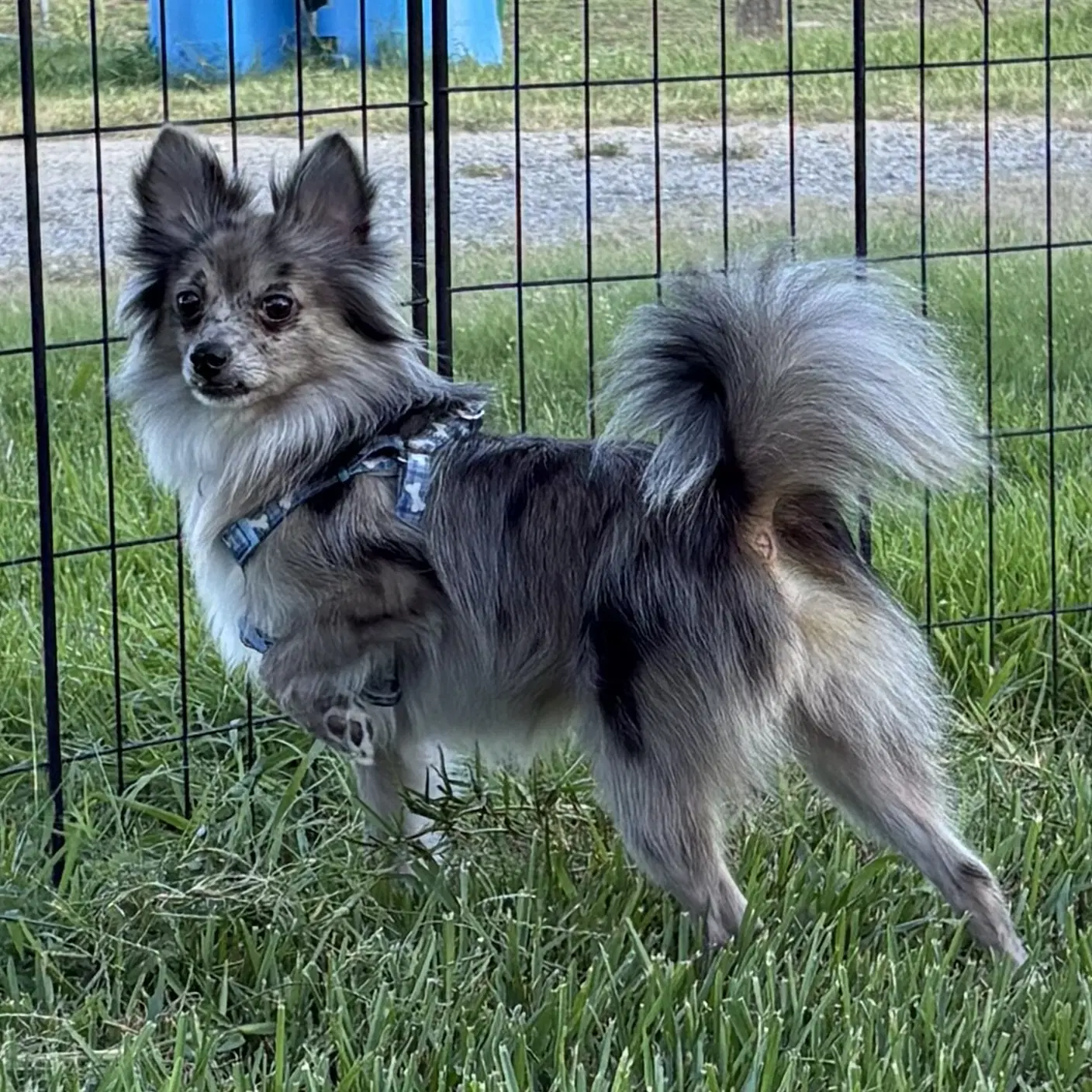 Jasper - Pomeranian
