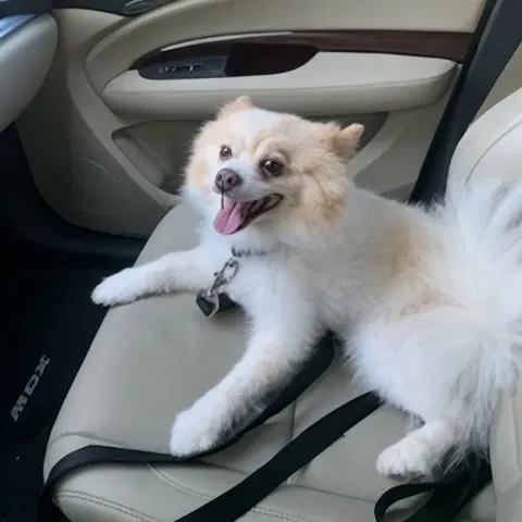 Max - Houston - Pomeranian