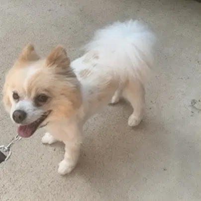 Max - Houston image 2