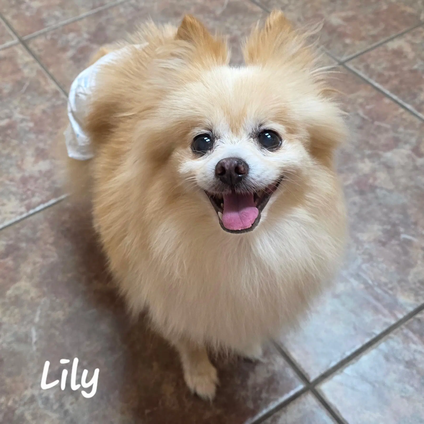 Lily - Houston - Pomeranian