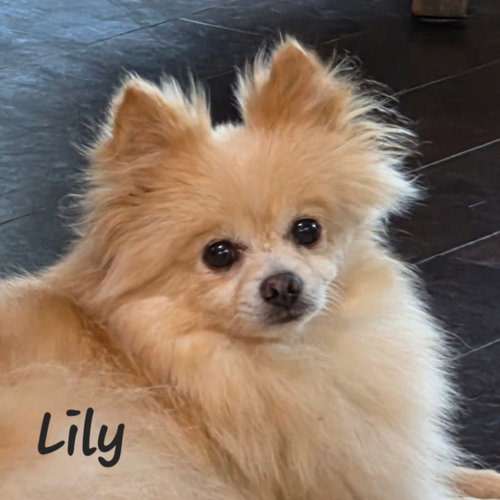Lily - Houston, photo 2