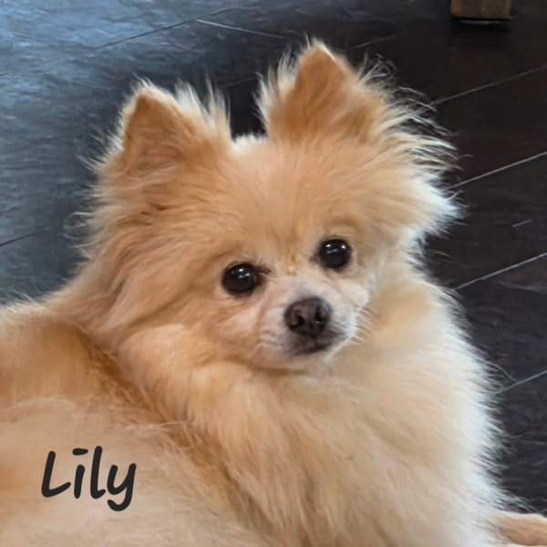 Lily - Houston