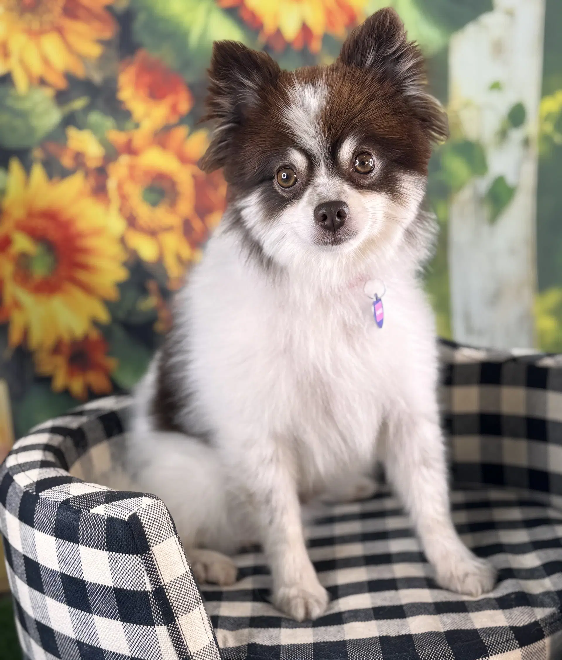Prince - Pomeranian