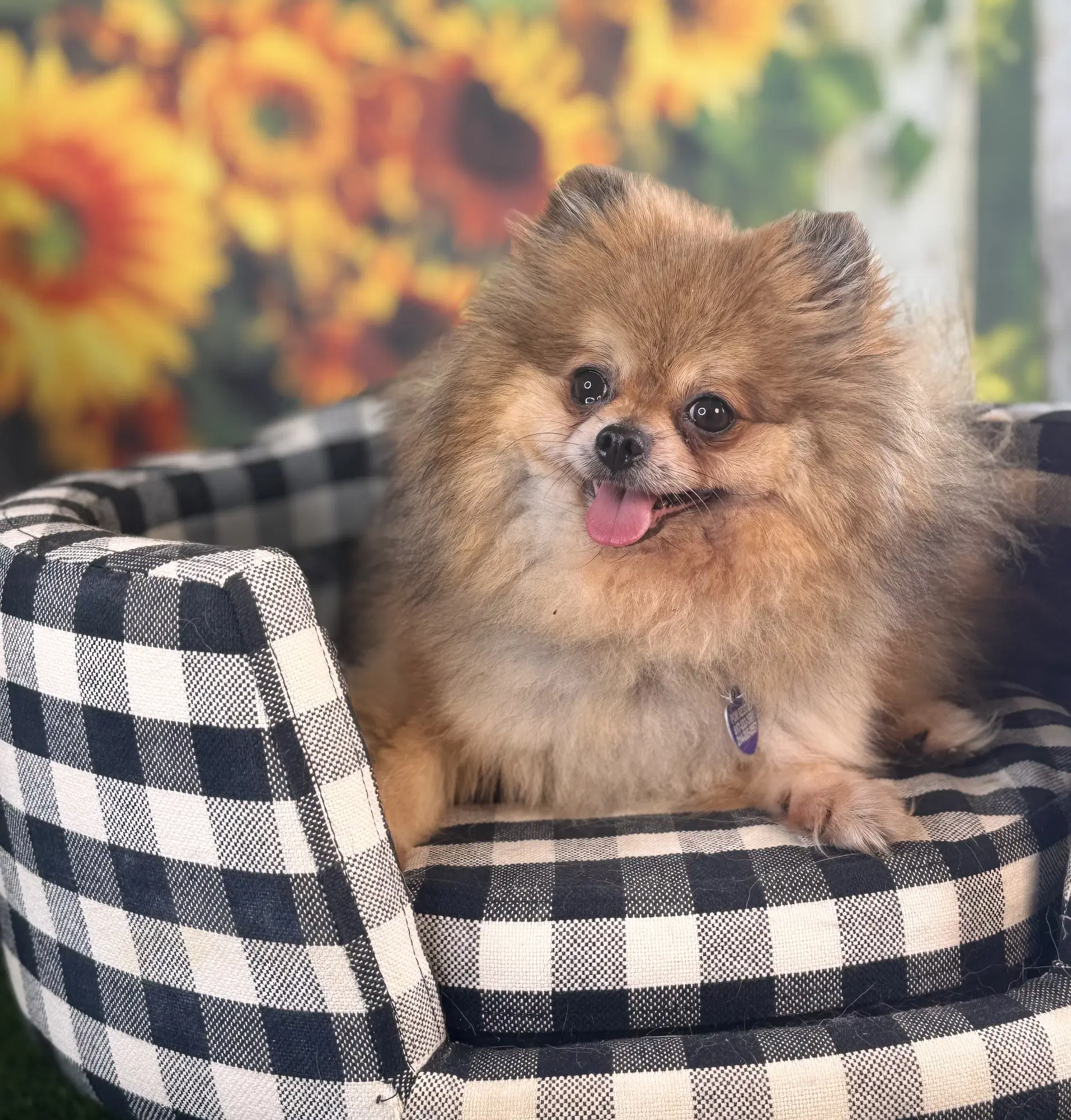Penny - Pomeranian
