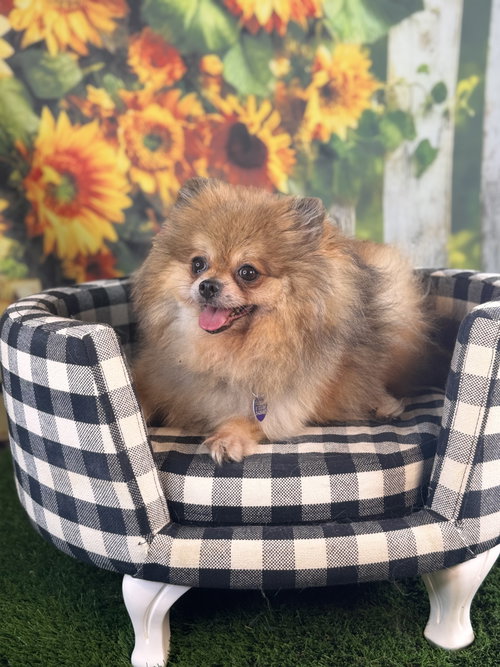 Penny, photo 2