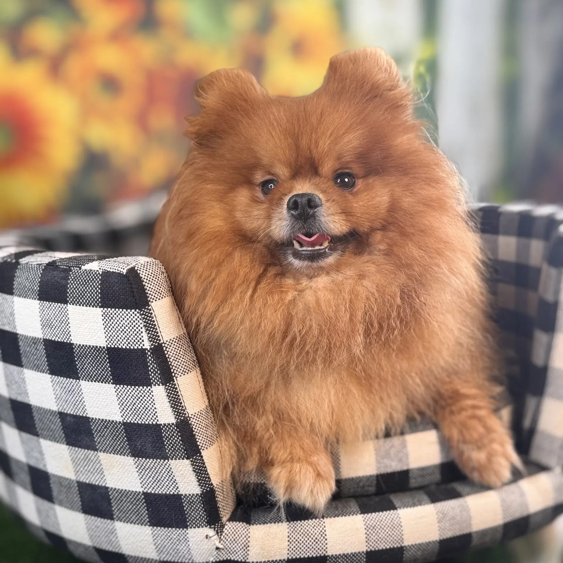 Maky - Pomeranian