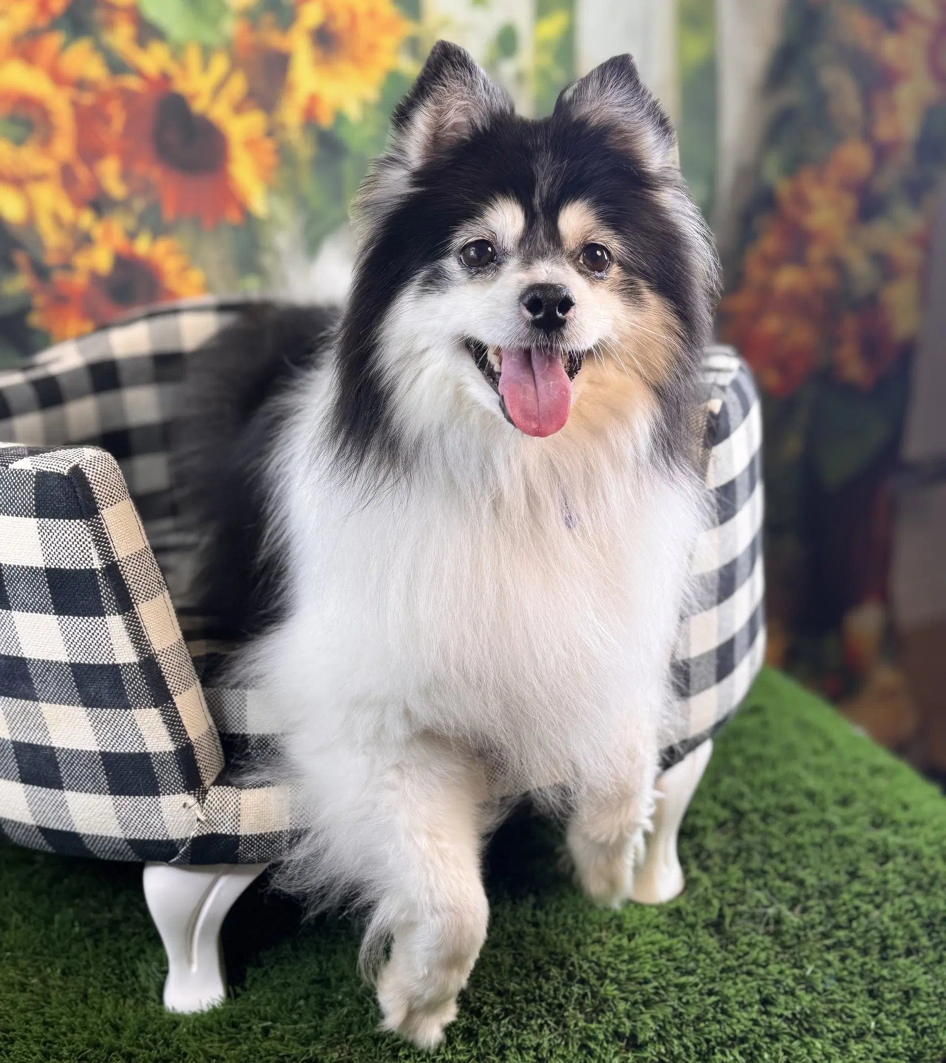 Mochi - Pomeranian