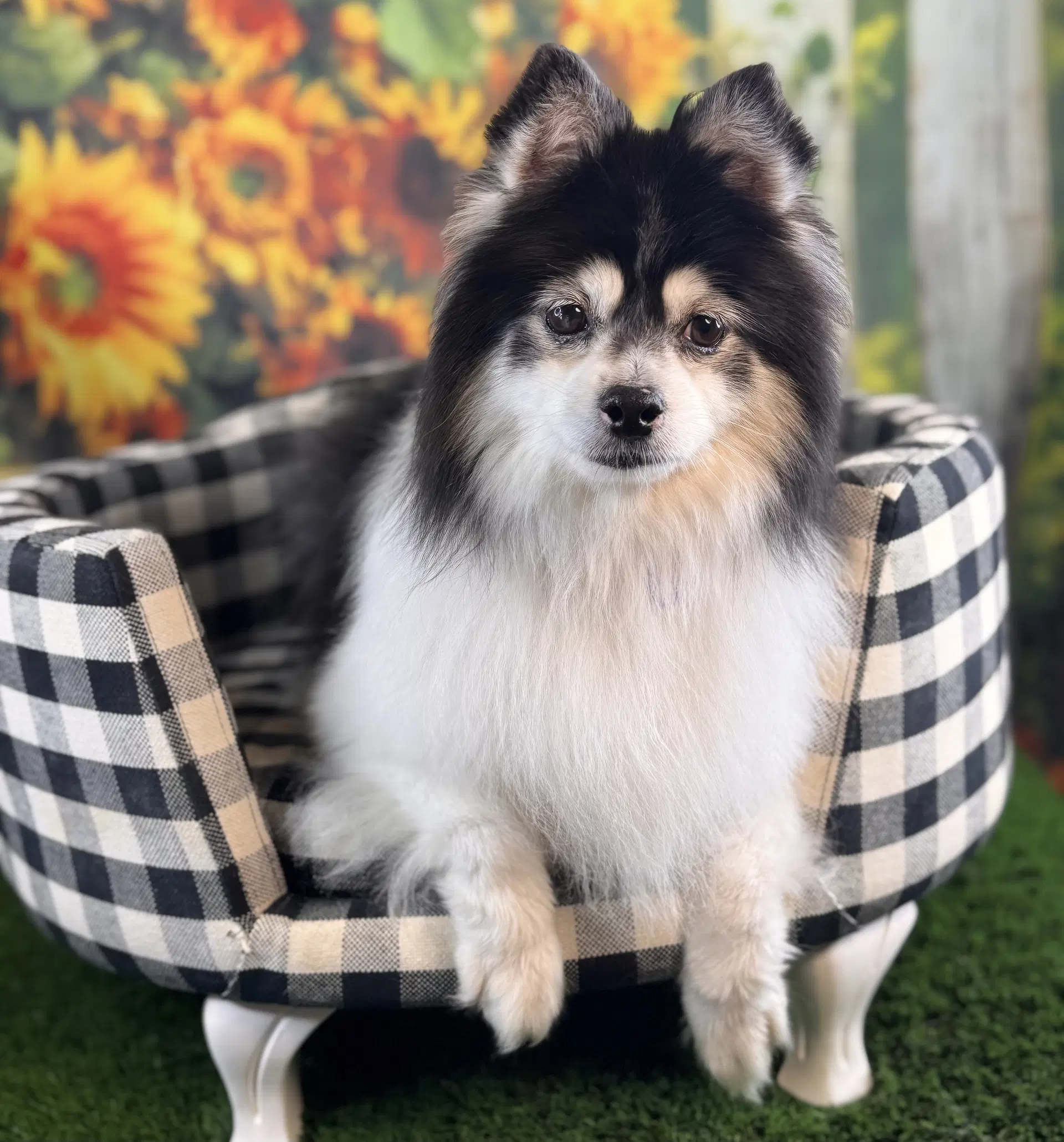Mochi image 2