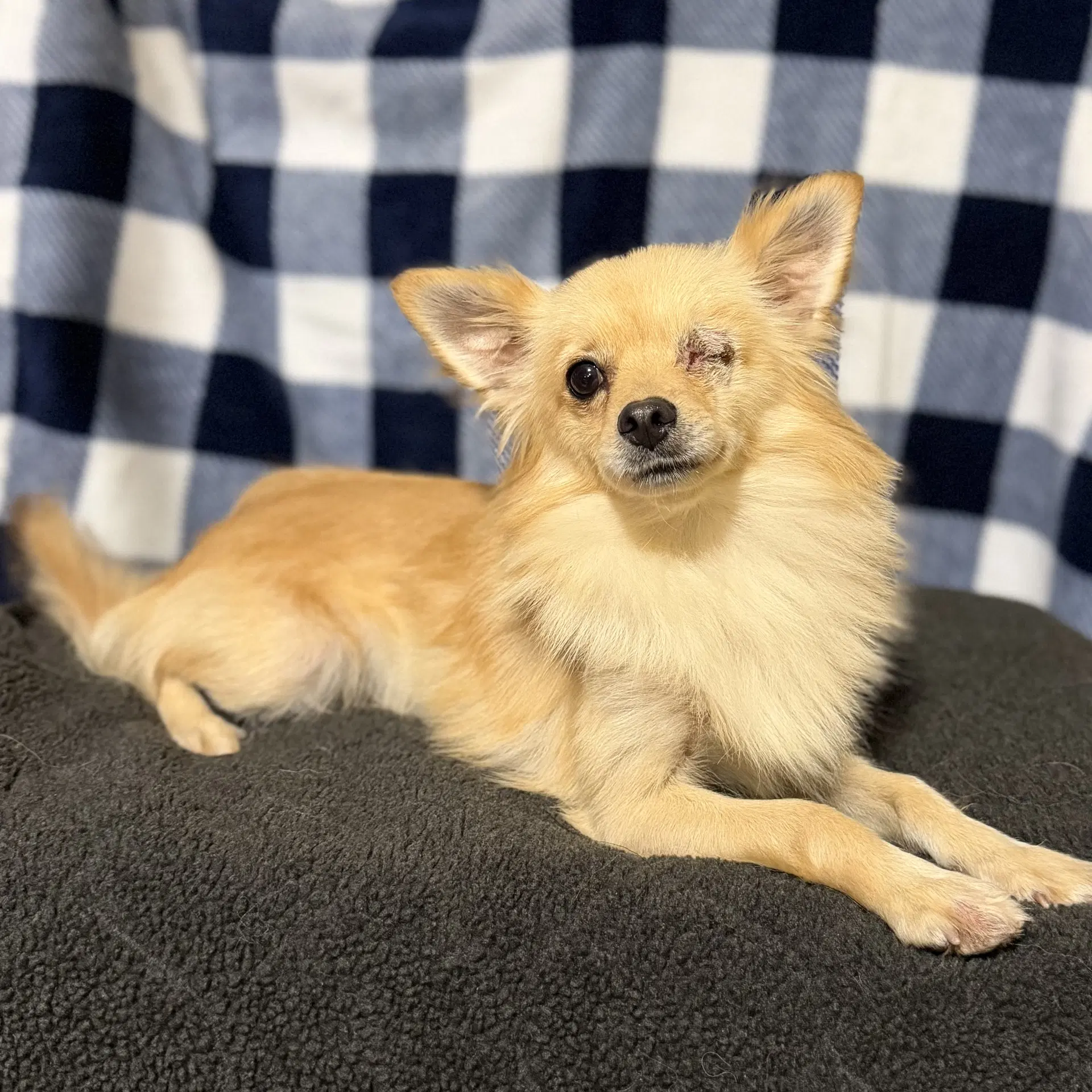 Rambo - Pomeranian