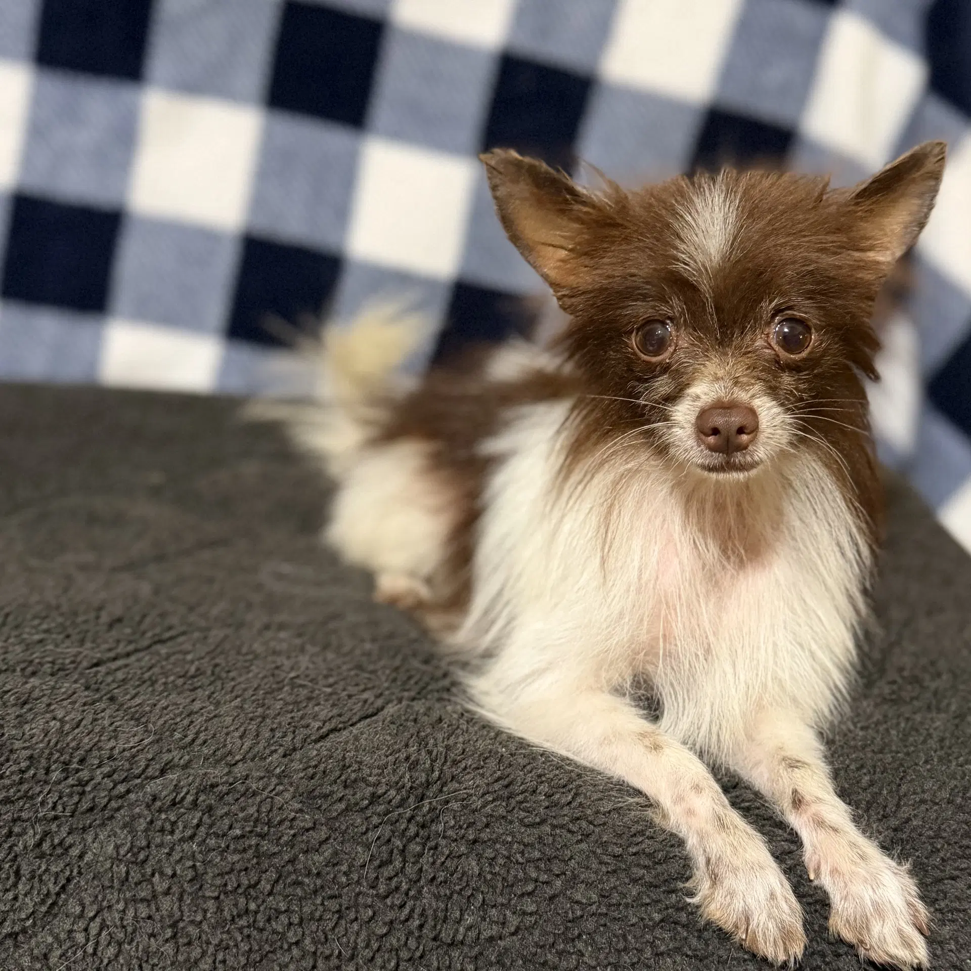 Mickey - Pomeranian