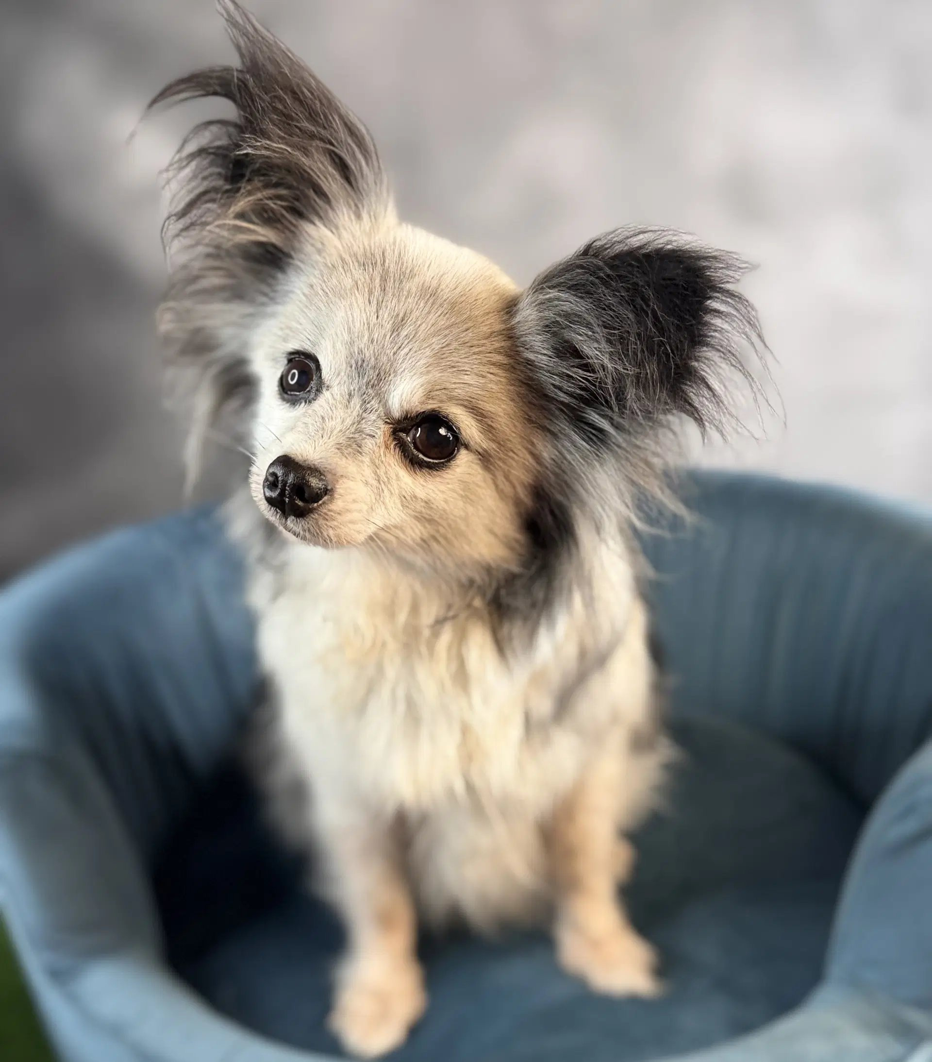 Polly - Papillon