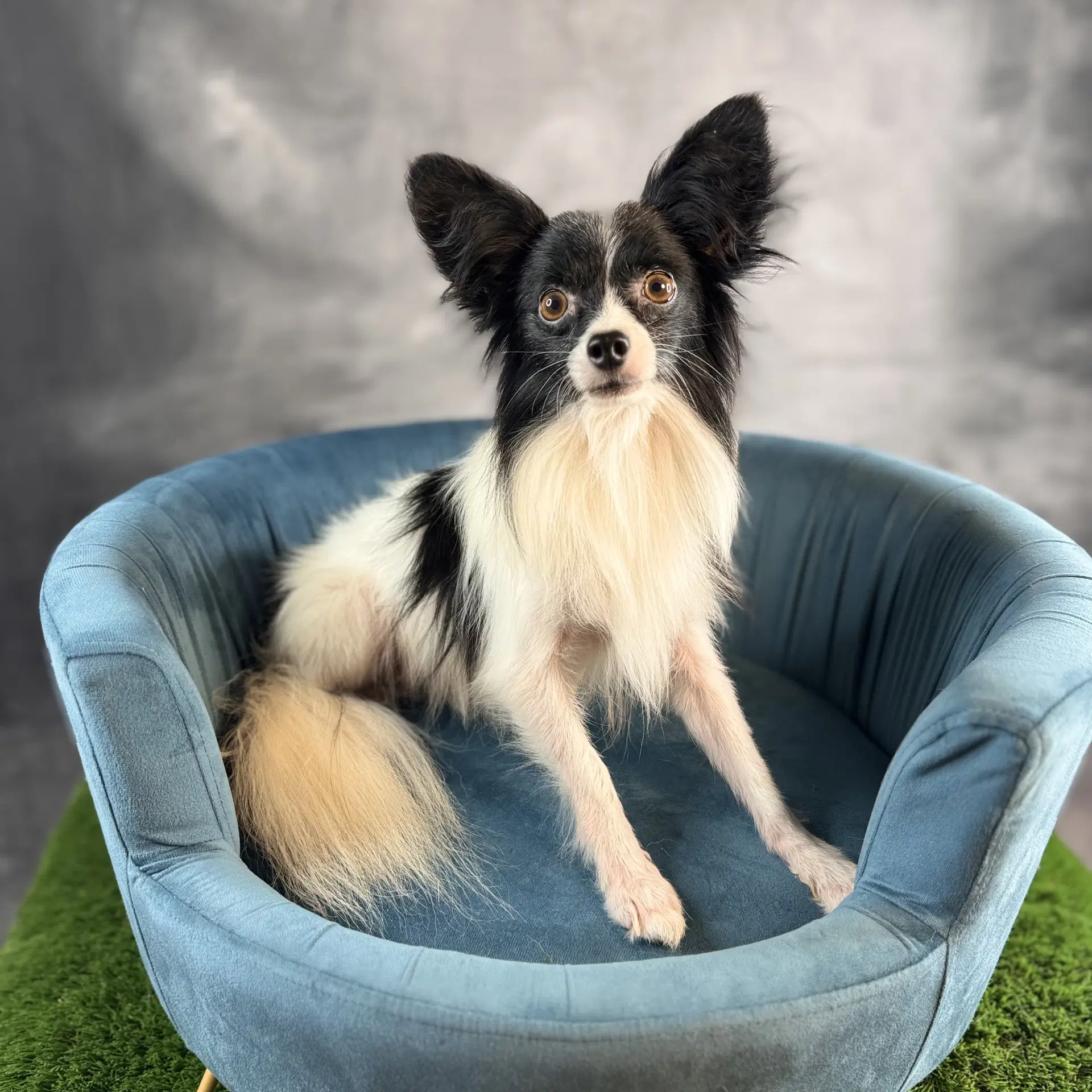 Gunner - Papillon