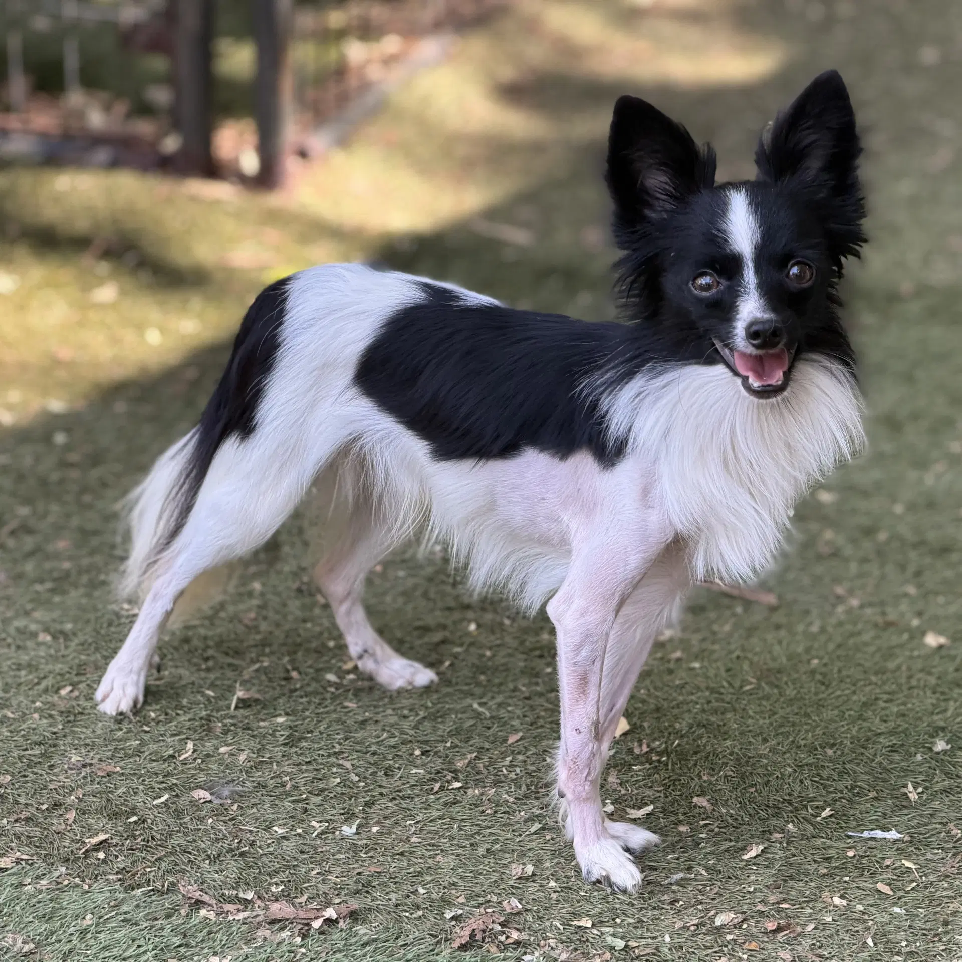 Bungee - Papillon
