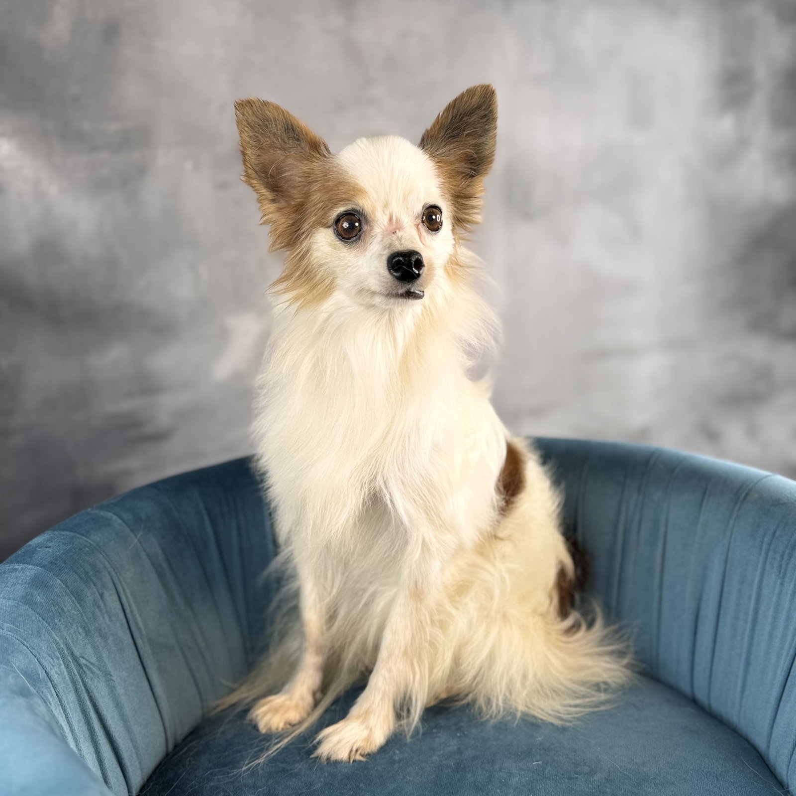 Kipper, Papillon