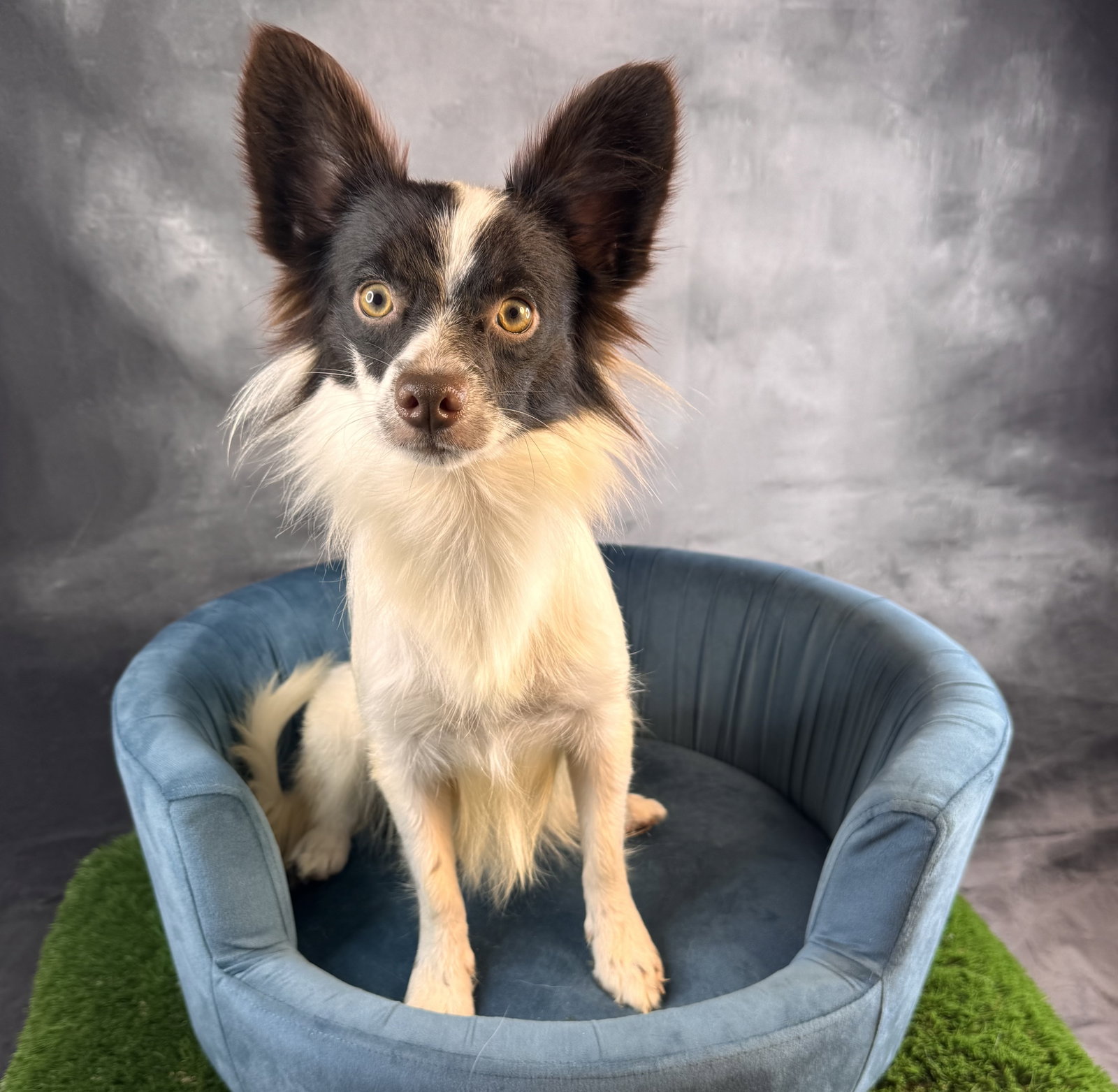 Echo, Papillon