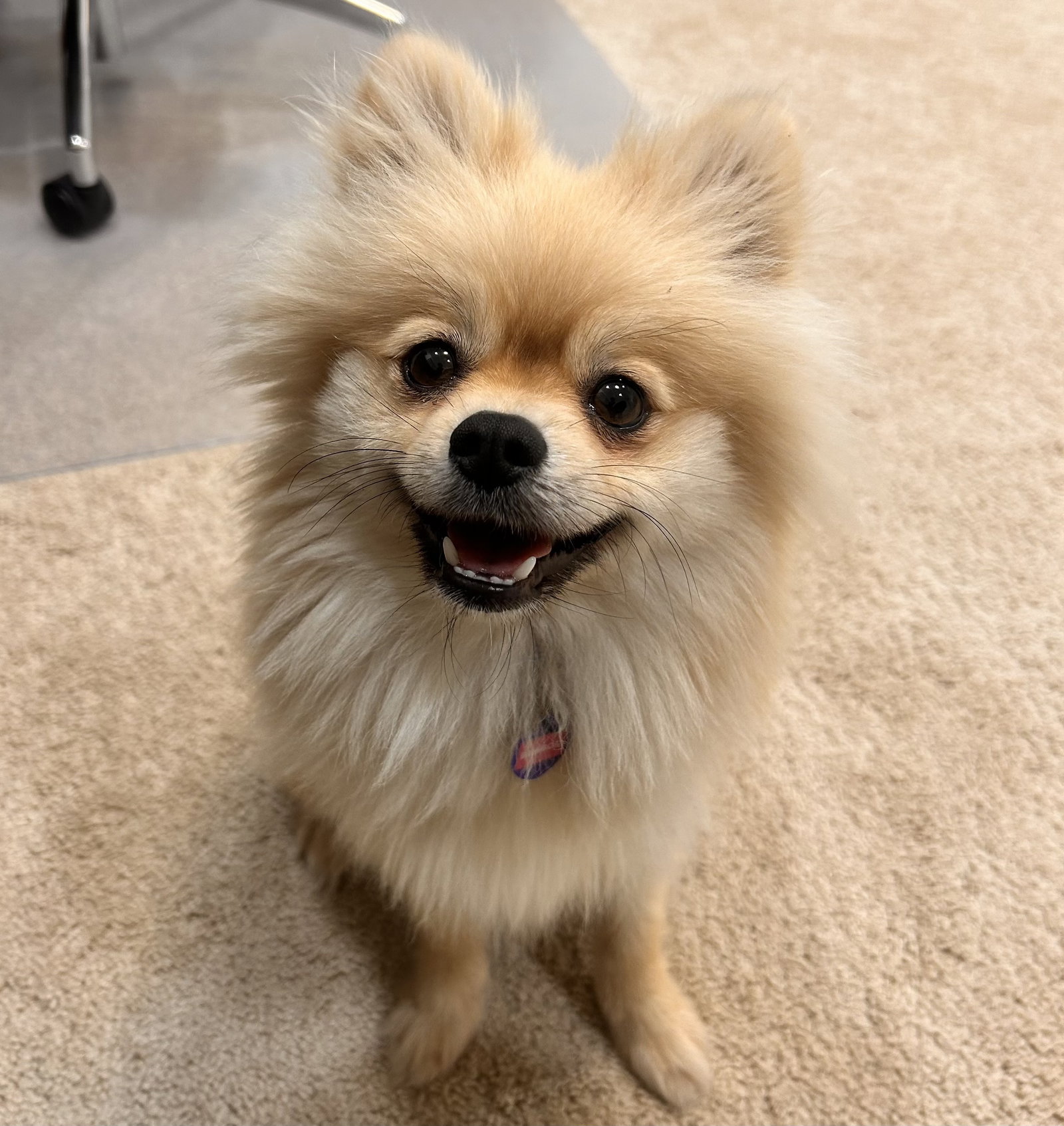 Bamboo, Pomeranian