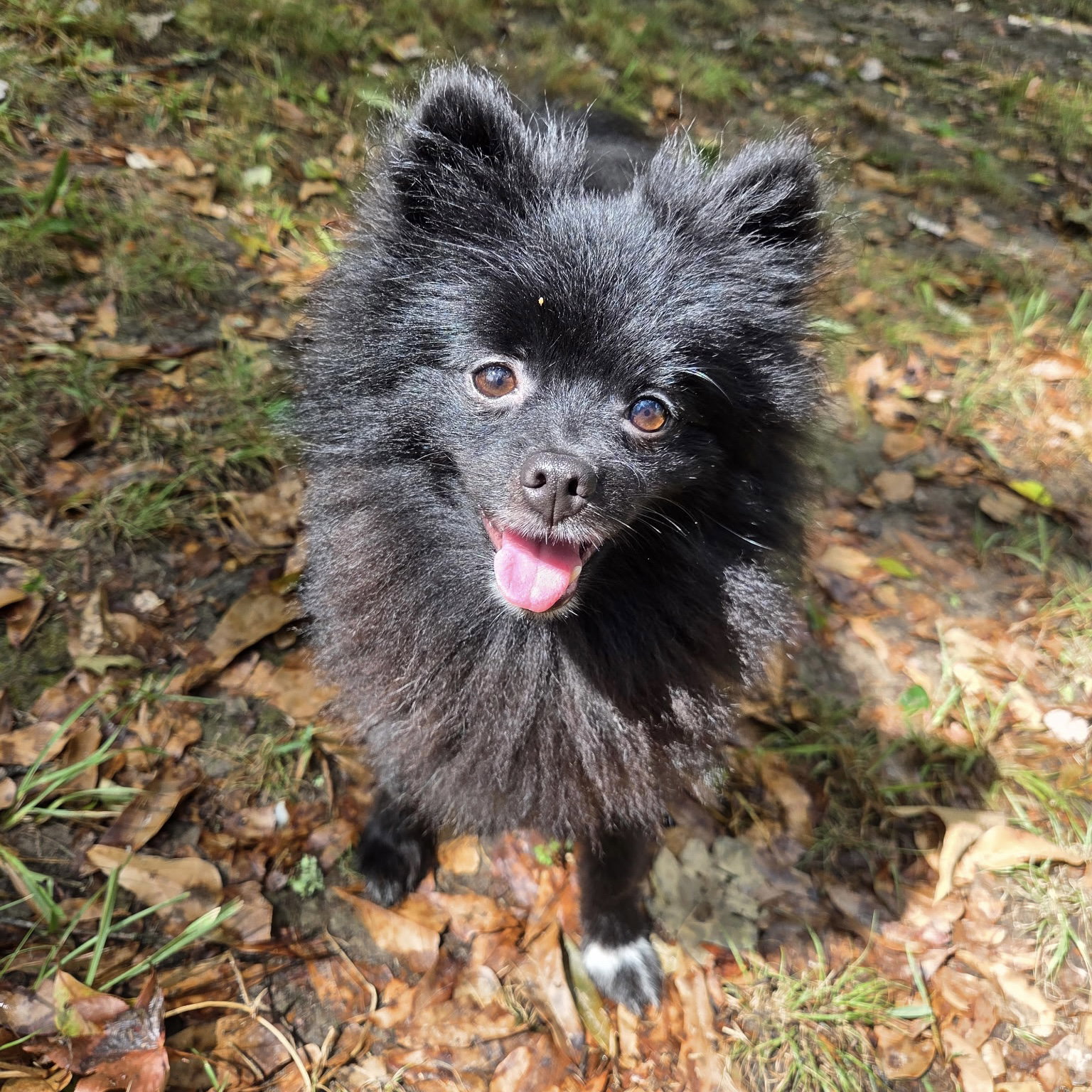 Brayden, Pomeranian