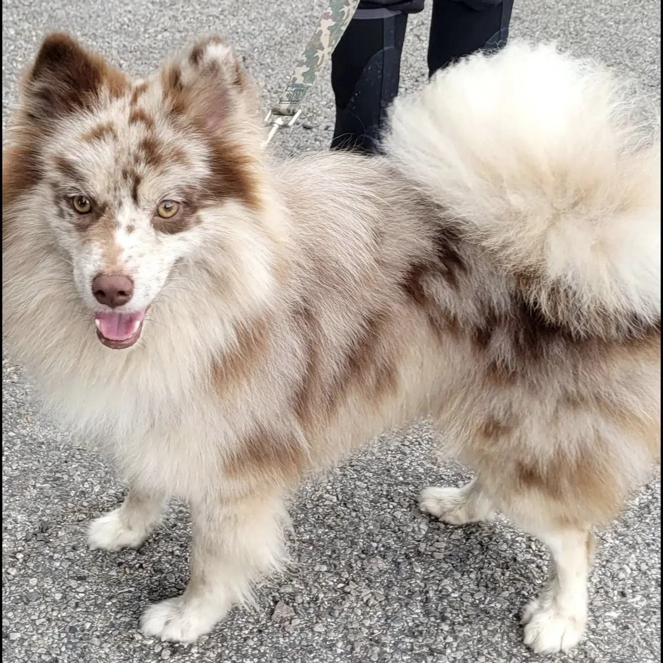 Buddy - Pomeranian