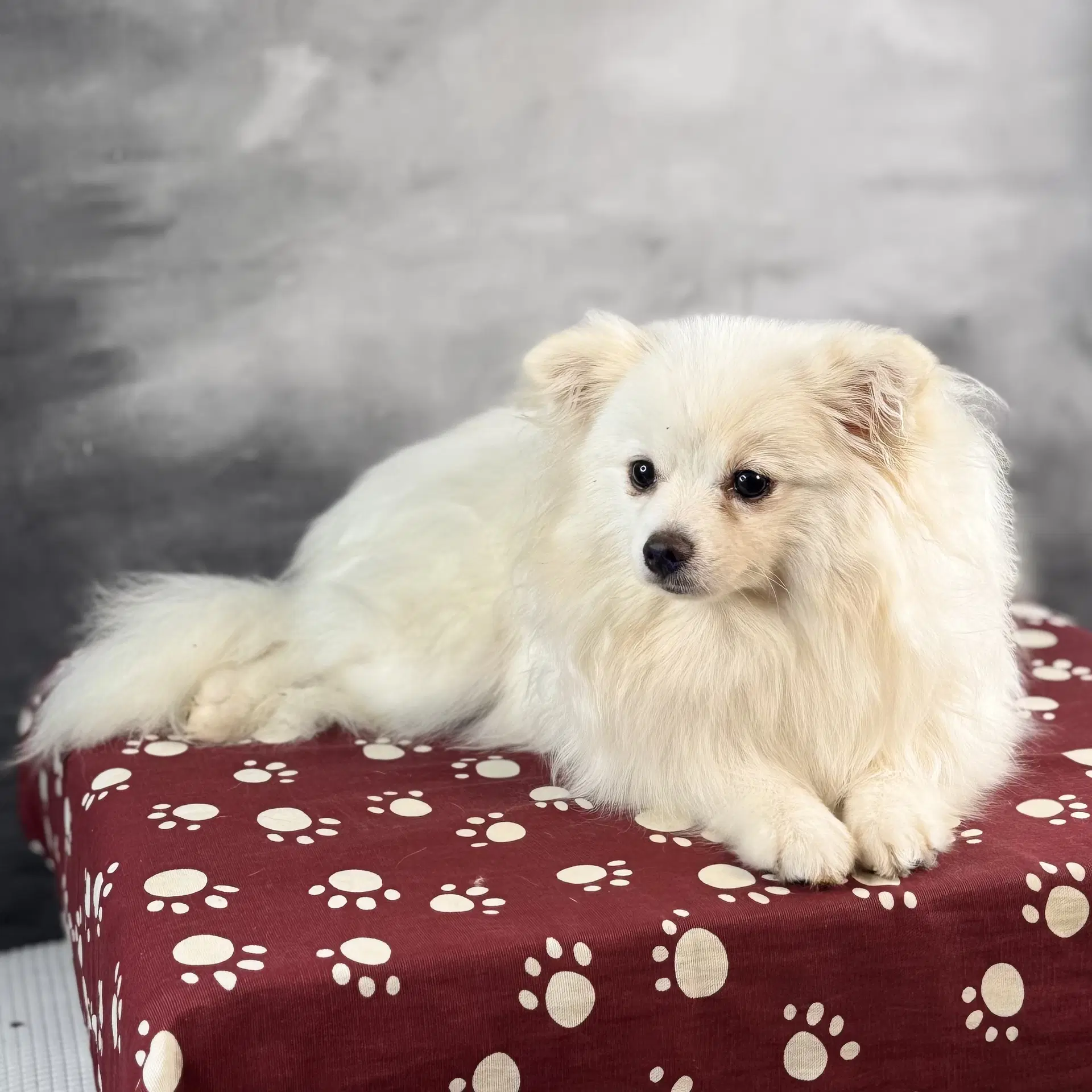 Vanilla - Pomeranian