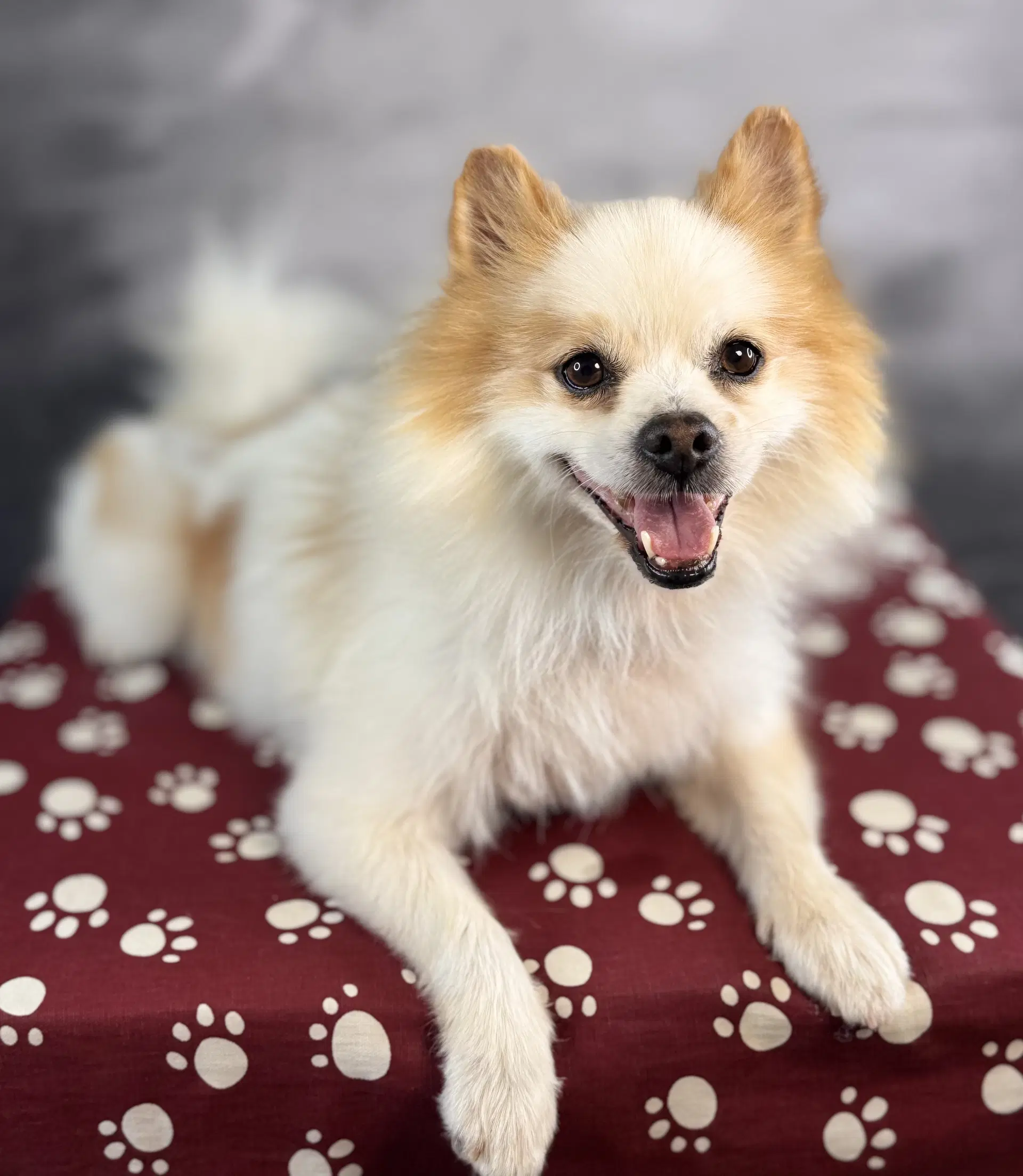 Blaine - Pomeranian