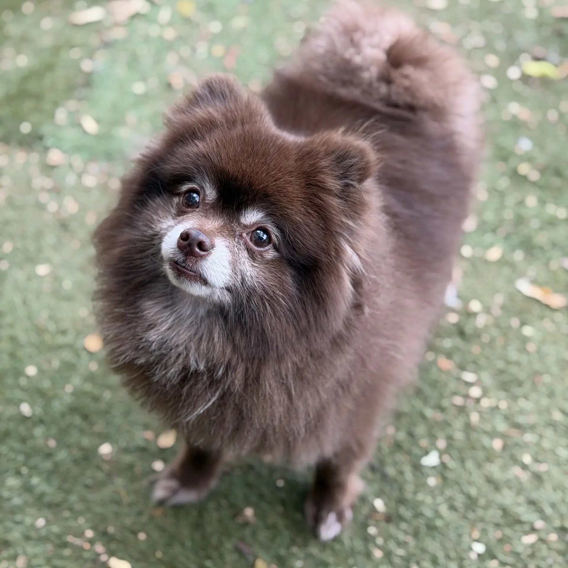 Kahlua image 2