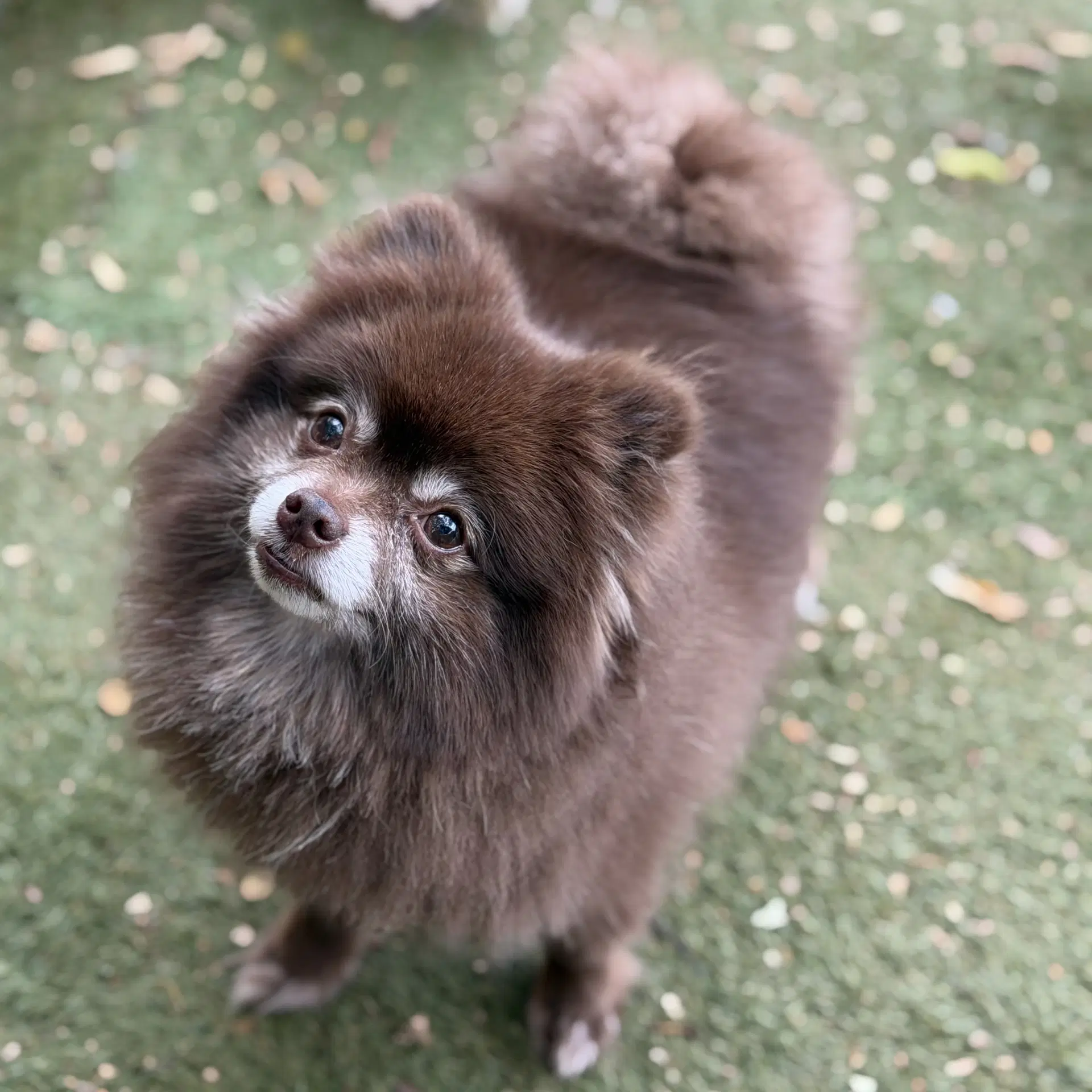 Kahlua image 4