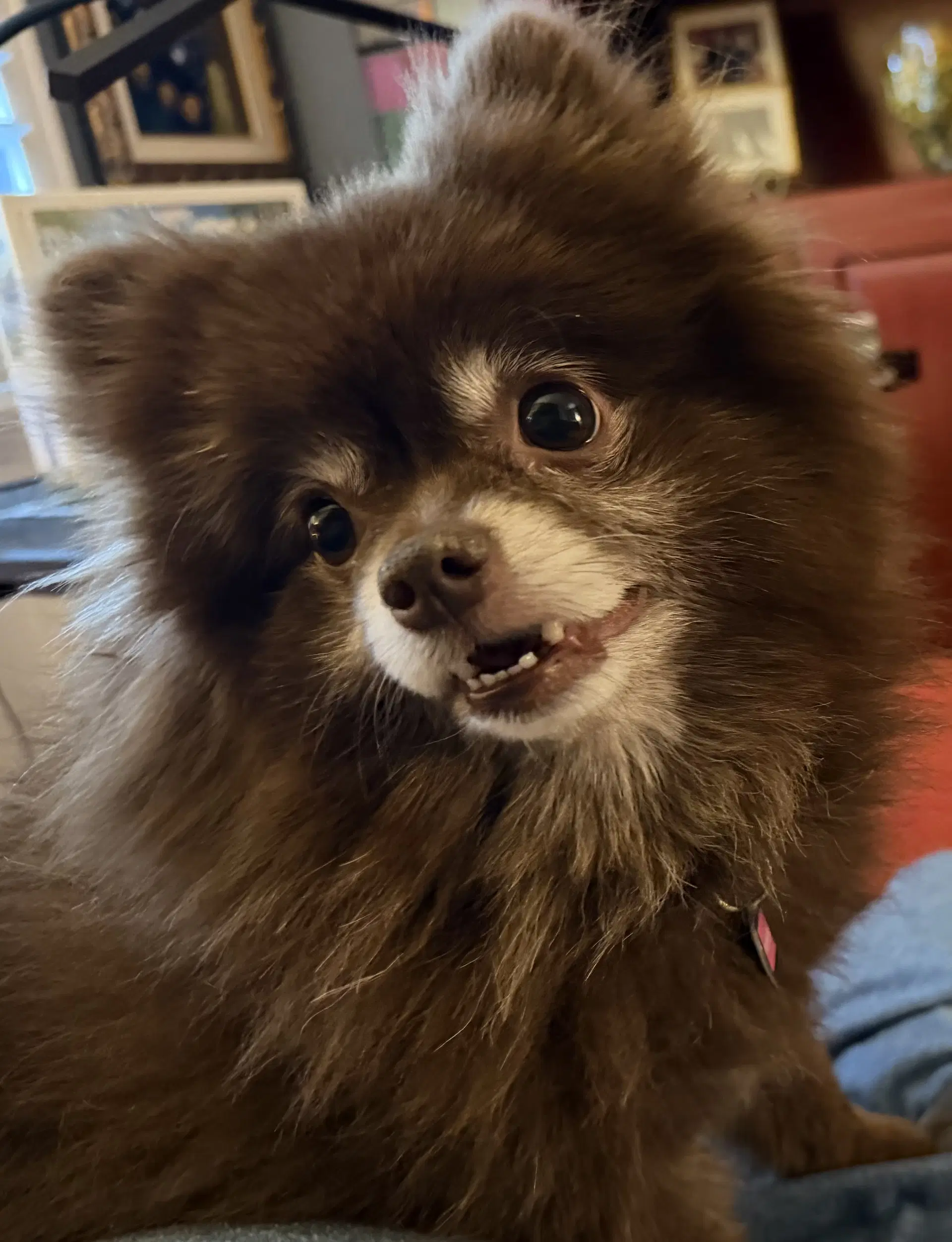 Kahlua image 3