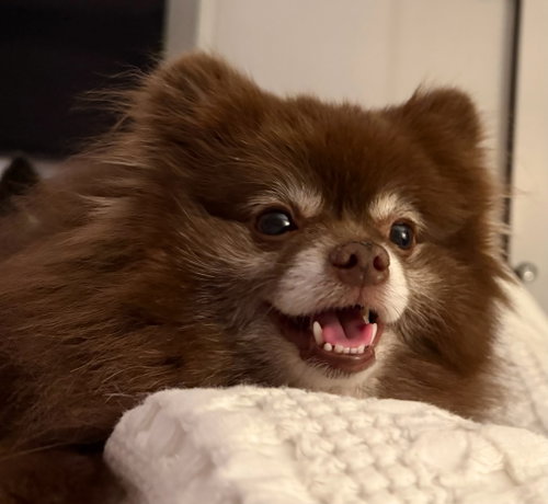 Kahlua, Pomeranian (medium coat)