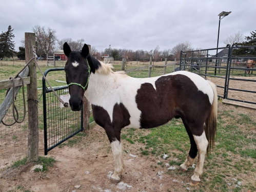 Seminole, a horse for adoption from Recycled Pomeranians and Schipperkes