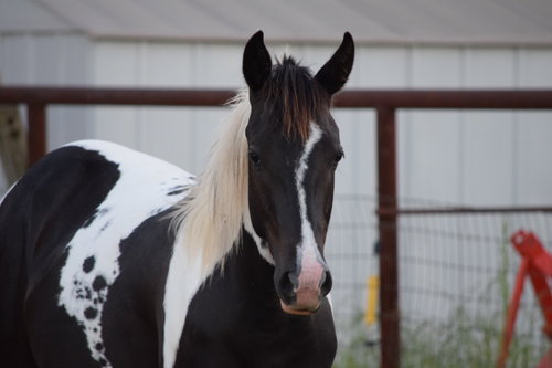 Cherokee, a horse for adoption from Recycled Pomeranians and Schipperkes