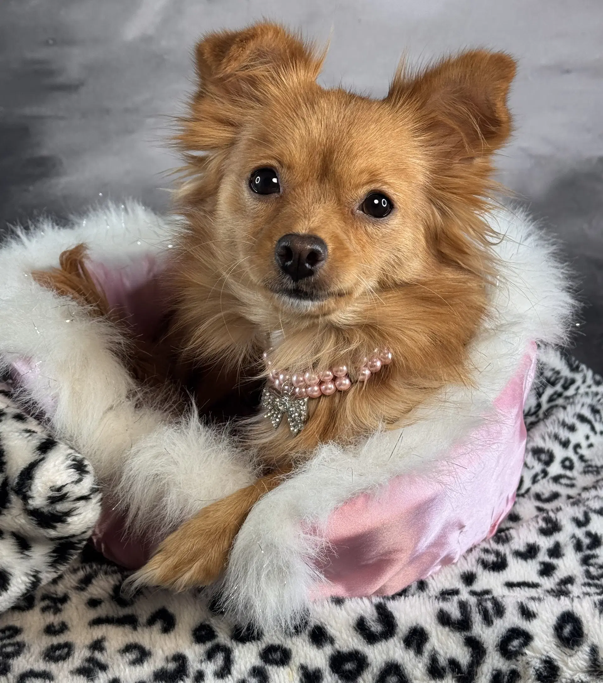 Cinnabon - Pomeranian